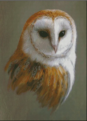 (image for) Barn Owl - JP
